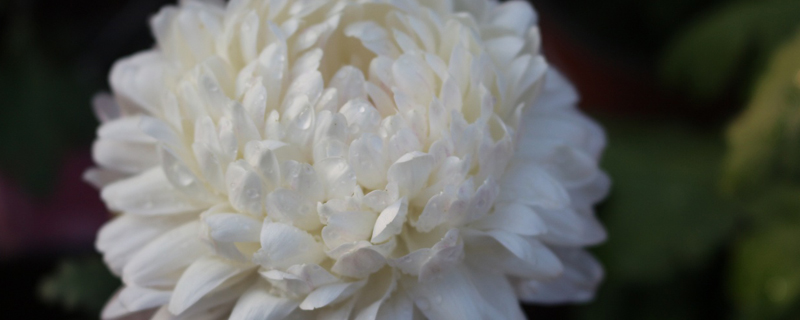 白菊花花语