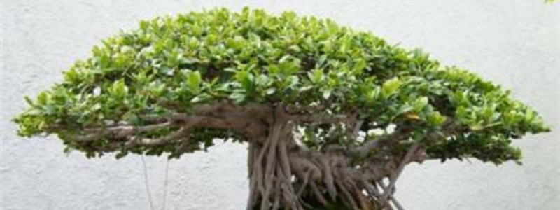 榕树外形特征和作用
