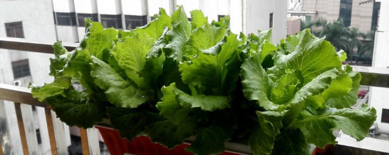 自制蔬菜营养液 自制蔬菜营养液