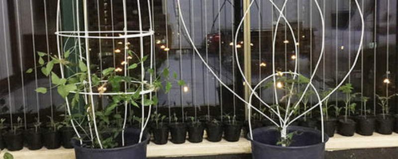 自制铁丝爬藤花架 自制铁丝爬藤花架