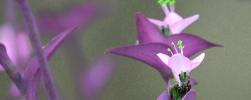 紫色叶子的花 紫色叶子的花