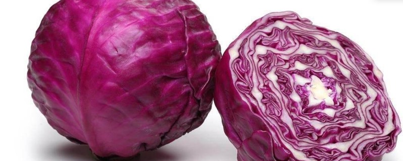 紫色叶子的菜 紫色叶子的菜