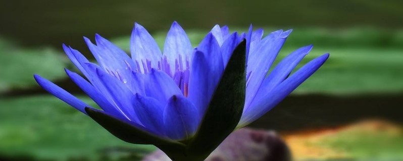 紫睡莲花语 紫睡莲花语