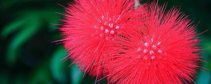 朱缨花的花语 朱缨花的花语