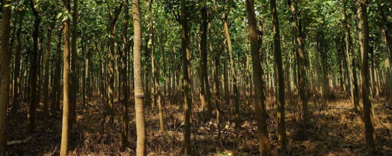 种植绿化树利润如何