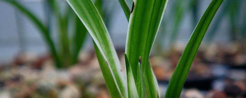 白墨兰花香吗 白墨兰花香吗