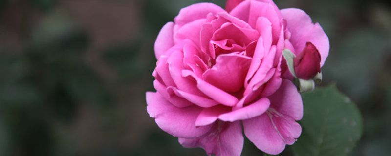 月季花有什么寓意象征 月季花有什么寓意象征