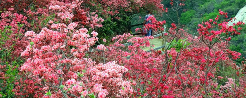 云雾山杜鹃花开放时间