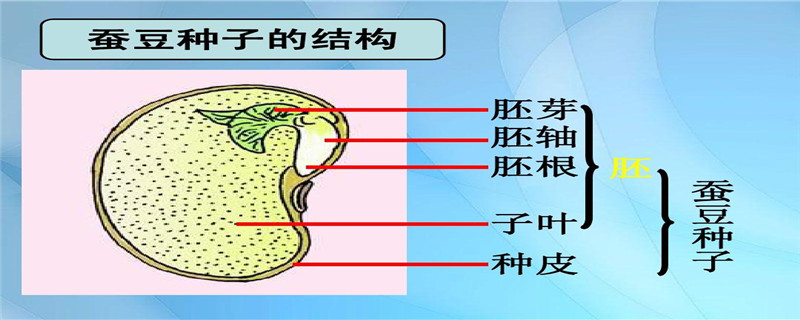 蚕豆种子的结构 蚕豆种子的结构