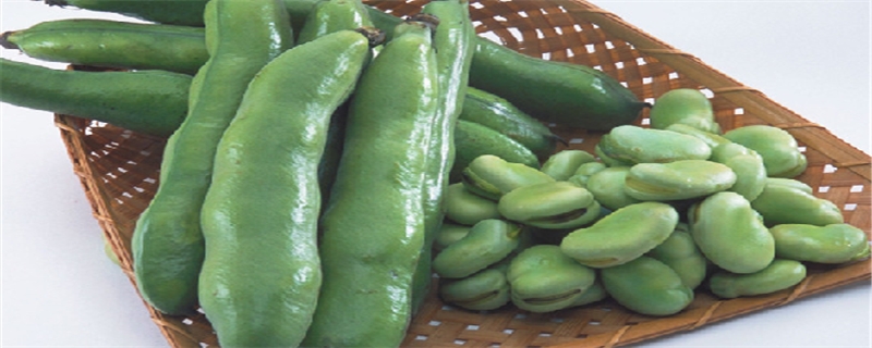 蚕豆什么季节成熟 蚕豆什么季节成熟