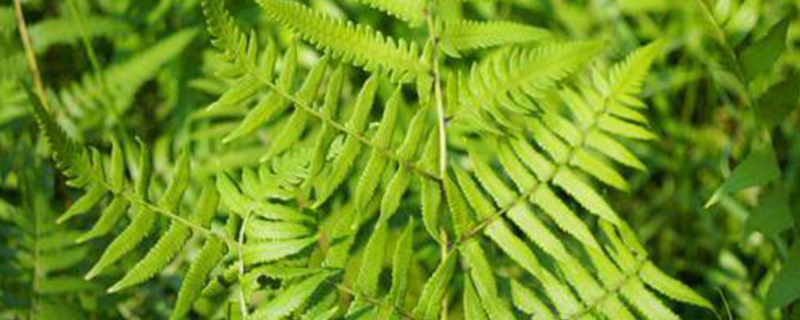 菜蕨有种子吗 菜蕨有种子吗