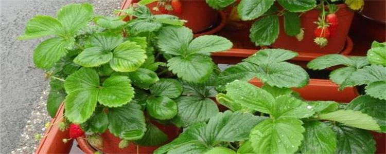 草莓苗怕冻吗 草莓苗怕冻吗