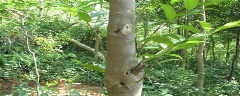 沉香树可以种家里吗 沉香树可以种家里吗