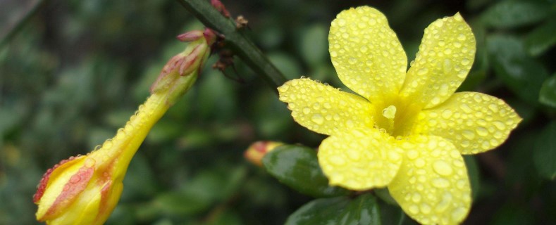 迎春花长在哪里