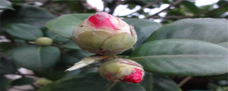 带花蕾的茶花怎么换盆 带花蕾的茶花怎么换盆