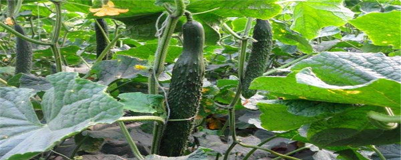 名字中带瓜的水果和蔬菜 名字中带瓜的水果和蔬菜