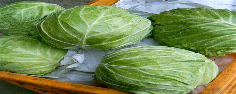 大头菜长什么样子 大头菜长什么样子