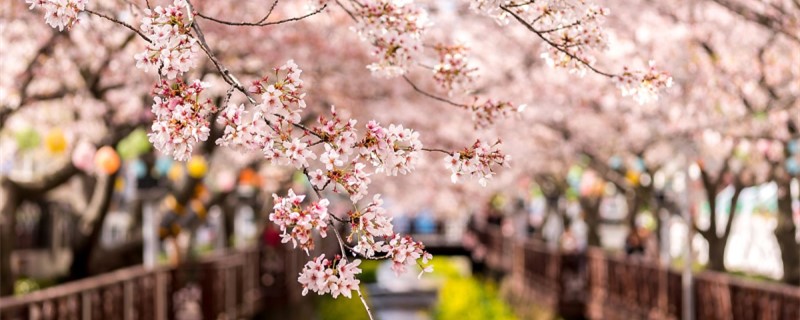 樱花是什么花