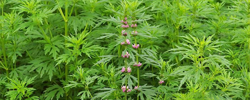益母草长什么样