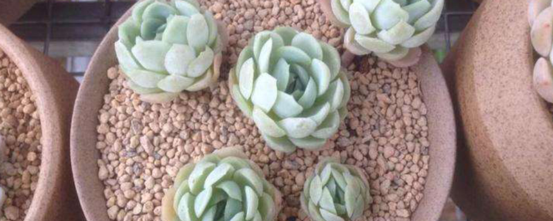 养多肉植物用土还是沙 养多肉植物用土还是沙