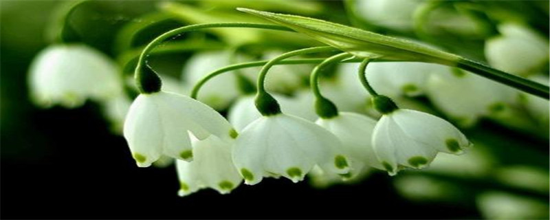 雪滴花花语 雪滴花花语