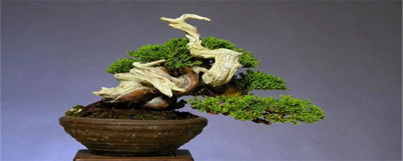 崖柏是什么树 崖柏是什么树