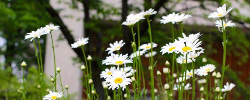 小雏菊花期多长