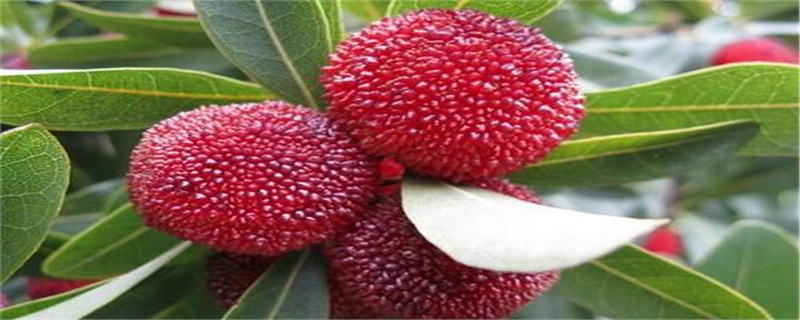 杨梅北方可以种植吗 杨梅北方可以种植吗