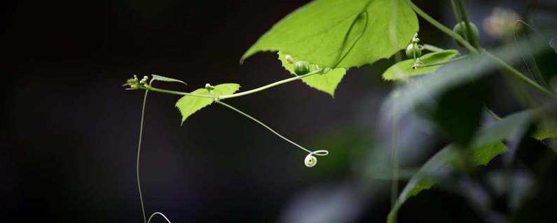 雄蕊和什么是植物的繁殖器官