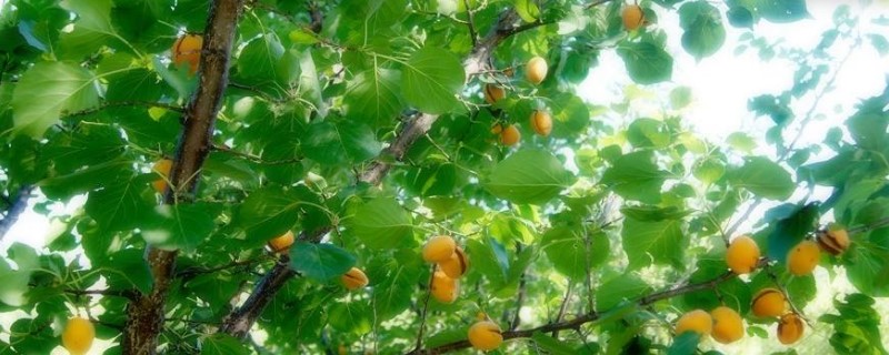 杏树移栽的最佳时间 杏树移栽的最佳时间