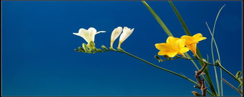 香水兰花语 香水兰花语