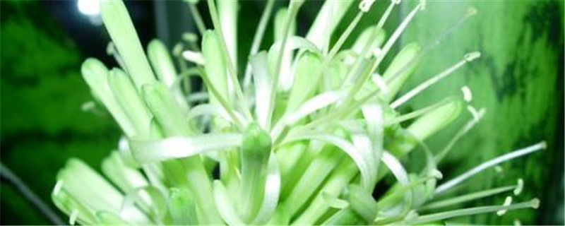 虎皮兰开花不是好兆头吗 虎皮兰开花不是好兆头吗