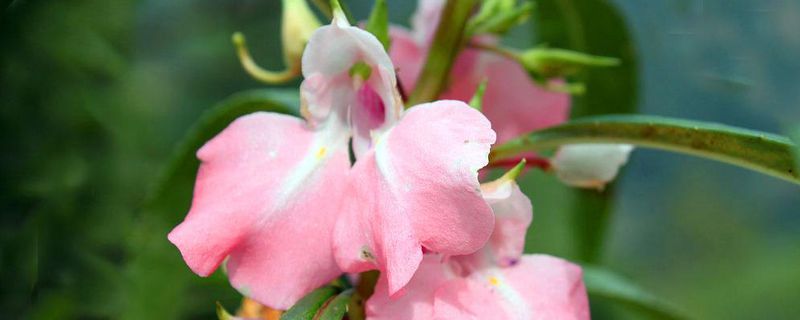 凤仙花怎么养（家庭养法）