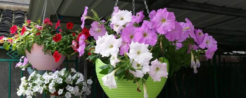 牵牛花介绍