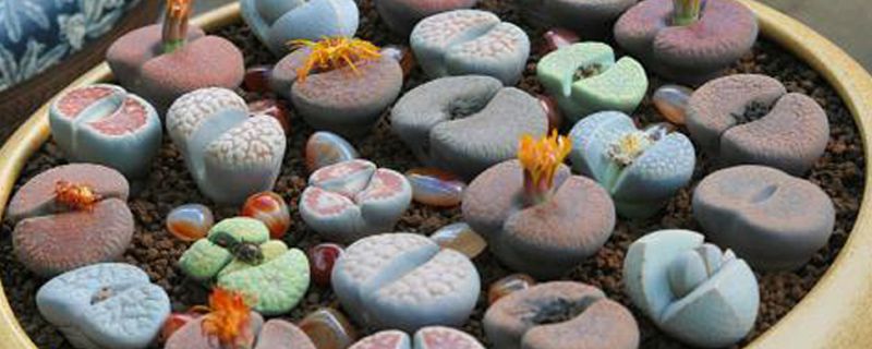 生石花化水前兆 生石花化水前兆