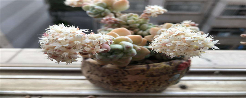 劳尔开花有影响吗