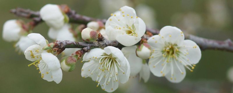 关于梅花的介绍 关于梅花的介绍