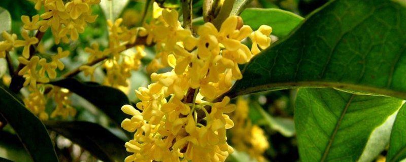 日香桂冬天开花吗 日香桂冬天开花吗