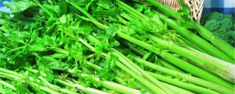 芹菜长快的方法 芹菜长快的方法