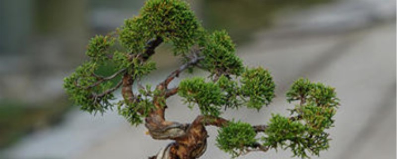 盆景修剪要领 盆景修剪要领