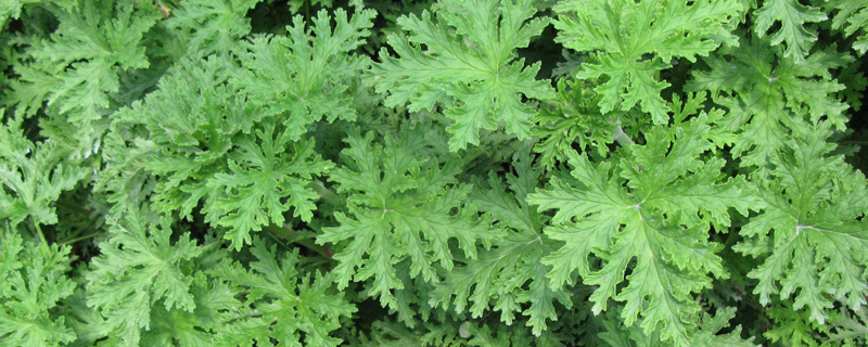 室内种植什么植物可以驱蚊 室内种植什么植物可以驱蚊