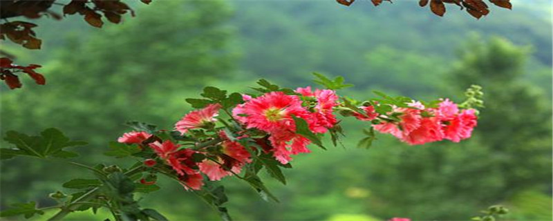 蜀葵怎么种 蜀葵怎么种