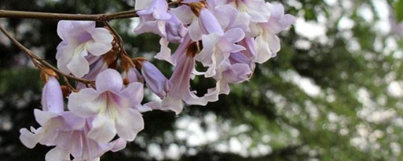 梧桐花的花语 梧桐花的花语