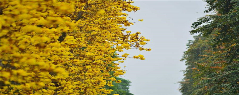 黄金风铃木花语