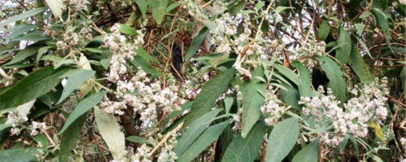 密蒙花花语 密蒙花花语