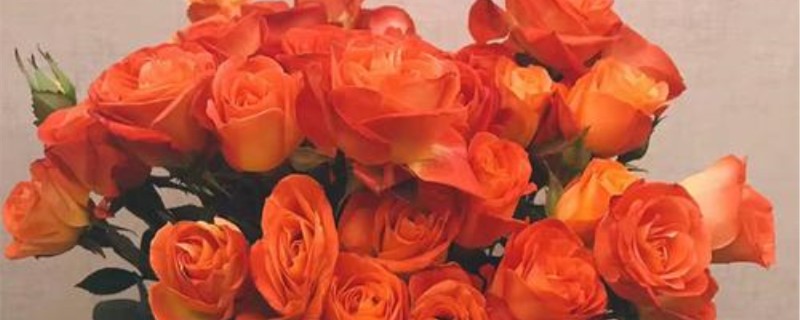 多头玫瑰花语 多头玫瑰花语