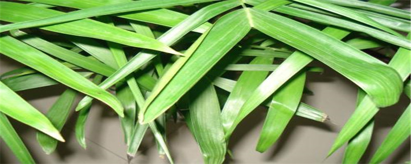 夏威夷竹子开花是好兆头吗 夏威夷竹子开花是好兆头吗