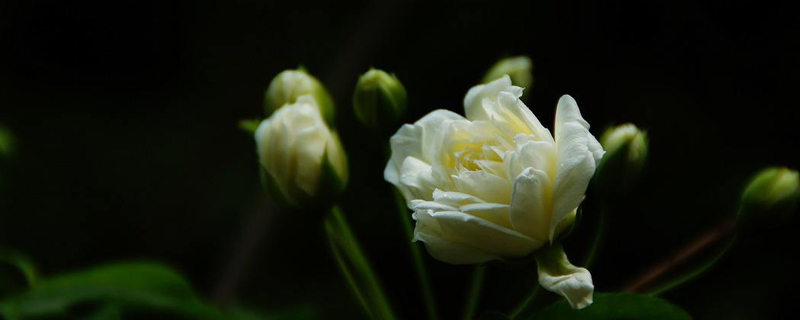 木香花栽种时间