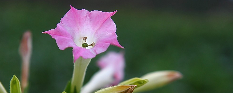 烟草花长什么样子