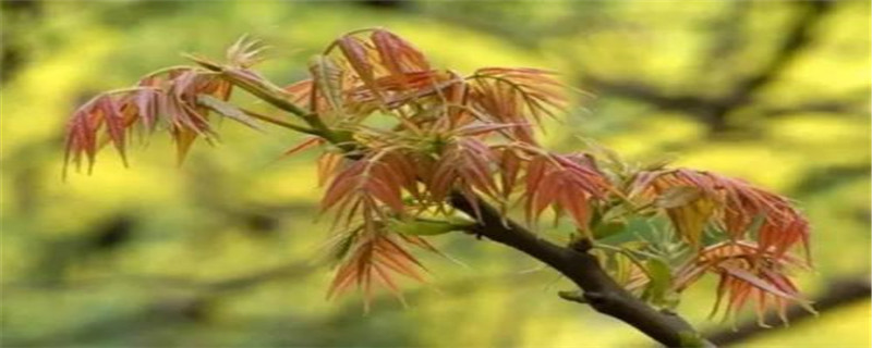 香椿怎么种植什么时间种